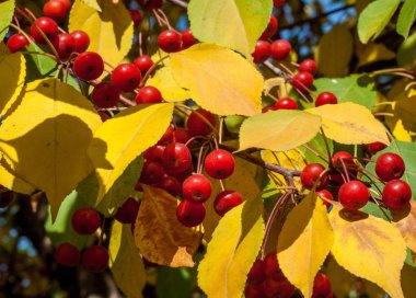 Yaban elması ve yaban elması. Malus, gülgiller (Rosaceae) familyasından bir elma ağacı cinsidir.