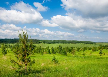 Yaz çayır. Genç ağaçlar. Huş ağacı ve çam. Mavi gökyüzü