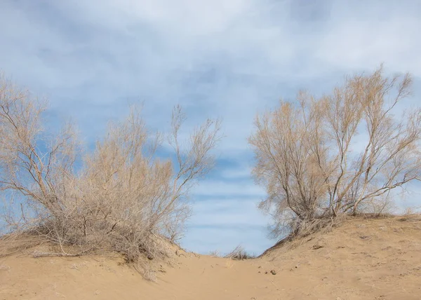 Estepe Primavera Areia Árvores Areia Fundo Céu Azul Estepes Cazaquistão — Fotografia de Stock