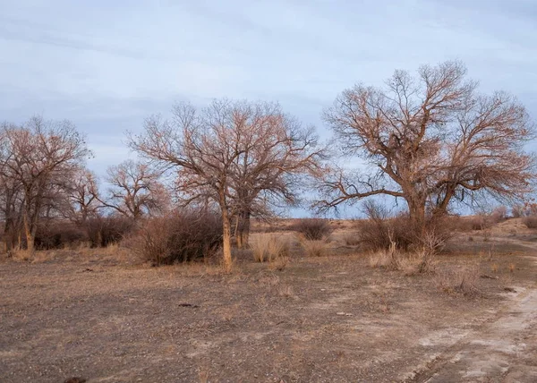 Kazakistan Yalnız Ağaç Erken Baharda Bozkırlarında — Stok fotoğraf