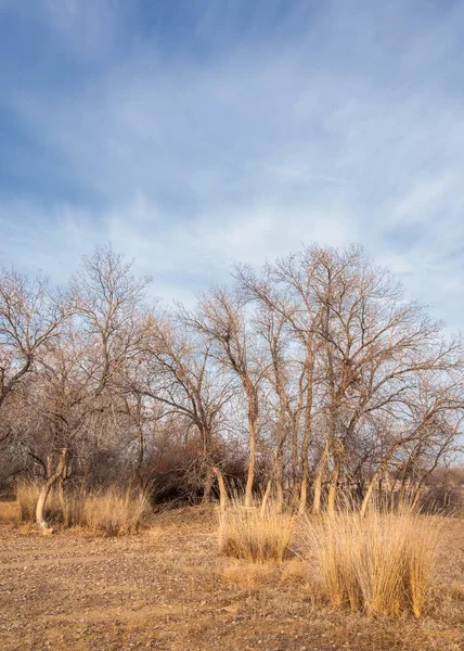 Kazašské Stepi Osamělý Strom Předjaří — Stock fotografie