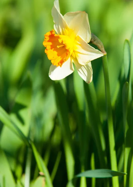 Narciso Jonquil Fiori Narciso — Foto Stock