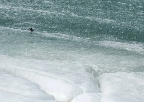 Último hielo del río — Foto de Stock