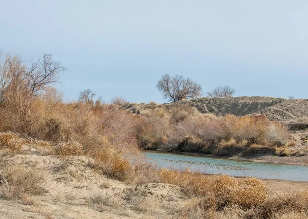 Zand Voorjaar Steppe Bomen Zand Blauwe Hemelachtergrond Steppe Van Kazachstan — Stockfoto