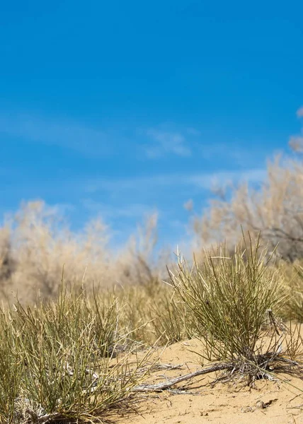 kum bahar bozkır. ağaçlar ve kum mavi gökyüzü arka plan üzerinde. Kazakistan bozkırlarında