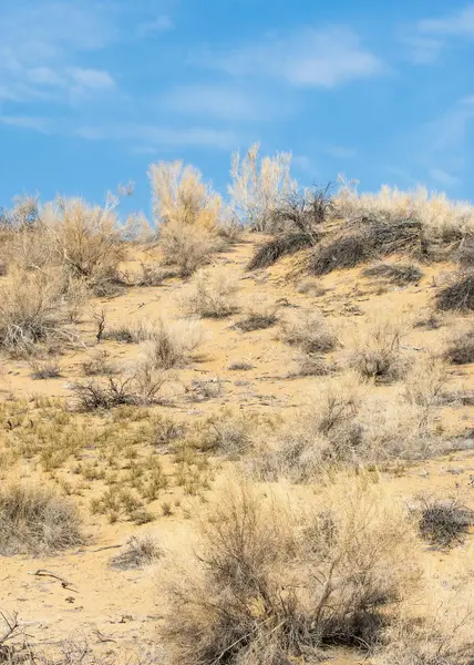 kum bahar bozkır. ağaçlar ve kum mavi gökyüzü arka plan üzerinde. Kazakistan bozkırlarında