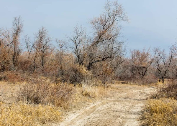 砂春天的草原 树木和蓝蓝的天空背景上的沙子 哈萨克斯坦的大草原 — 图库照片