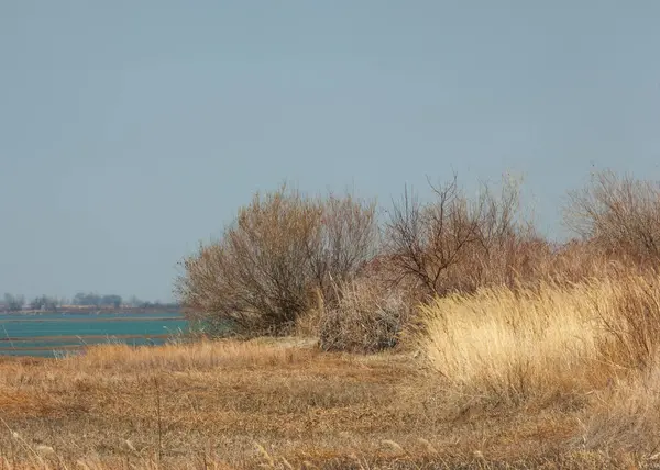 kum bahar bozkır. ağaçlar ve kum mavi gökyüzü arka plan üzerinde. Kazakistan bozkırlarında