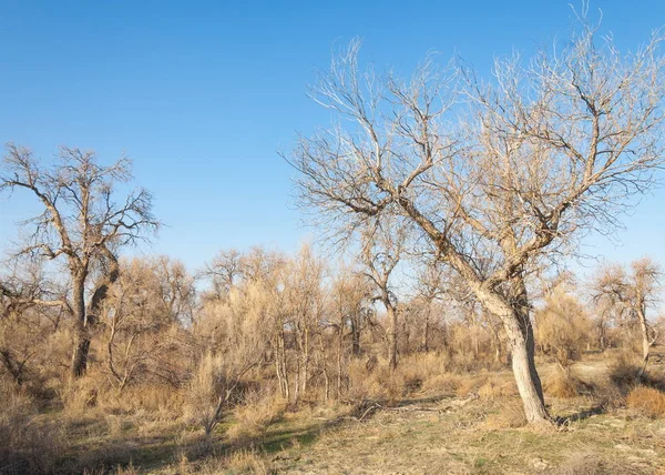 Textura Nieve Primavera Pasada Agua Derretida Los Arroyos Primavera Día — Foto de Stock