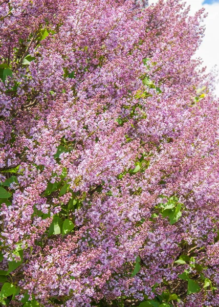Tekstuuri Kuvio Tausta Lilan Kukkia Vaalean Vaaleanpunainen Violetti Väri Suuri — kuvapankkivalokuva