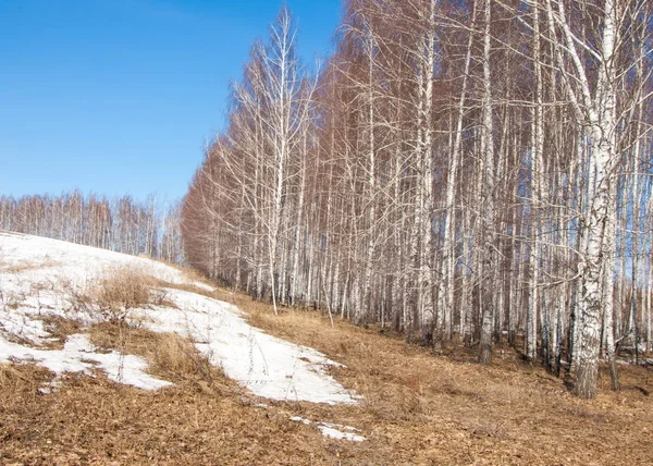 Bosque Abedul Principios Primavera Bosque Primaveral Los Primeros Días Cálidos —  Fotos de Stock