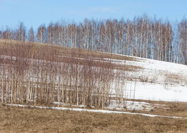 Birkenwald Frühjahr Vorfrühlingswald Die Ersten Warmen Tage — Stockfoto