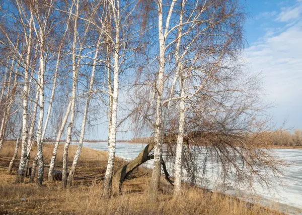 Våren River Isen Floden Pittoreska Våren Landskap Med Floden Isen — Stockfoto