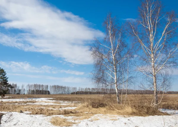 Frühling Wald Das Gras Verdorrt Der Letzte Schnee Warmer Frühlingstag — Stockfoto