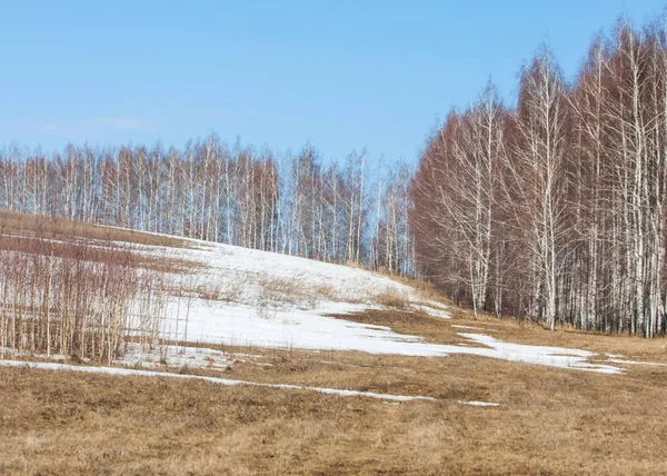 Birkenwald Frühjahr Vorfrühlingswald Die Ersten Warmen Tage — Stockfoto