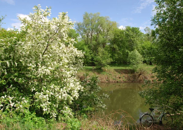 Spring River River Spring Forest Nature Composition Reflexion Clouds Spring — Stock Photo, Image