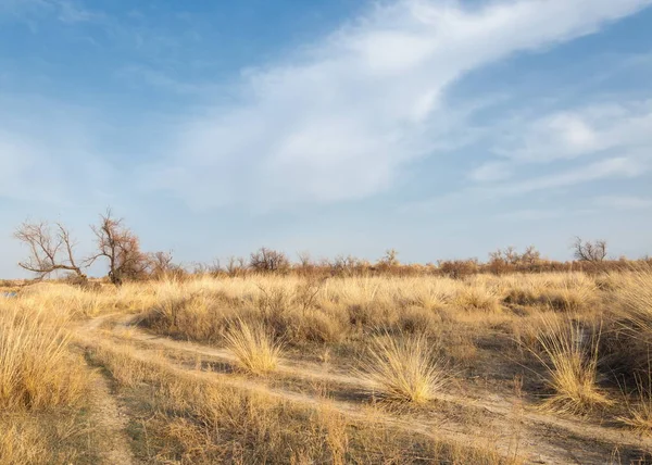 Estepe de primavera de areia — Fotografia de Stock