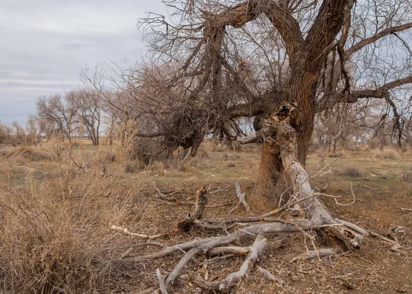 Steppe Printemps Sable Arbres Sable Sur Fond Ciel Bleu Steppes — Photo