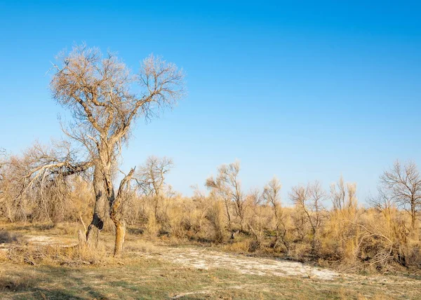 spring steppe. the nature wakes up after winter. last year\'s grass with trees in the desert