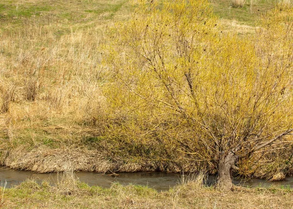 Arroyo Primavera Orilla Del Sauce Creciente Tien Shan Estribaciones — Foto de Stock