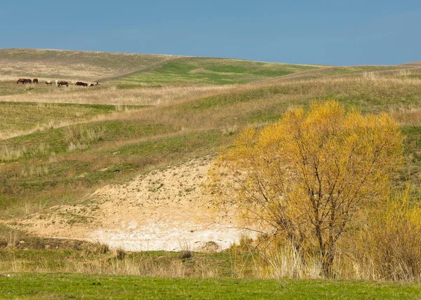 Prealpi Primaverili Erba Verde Colline Torrente Salice — Foto Stock