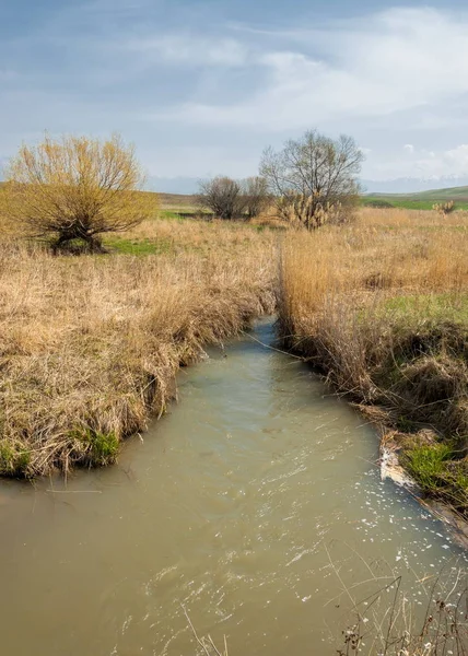 Spring Creek Shore Growing Willow Tien Shan Foothills — Stock Photo, Image