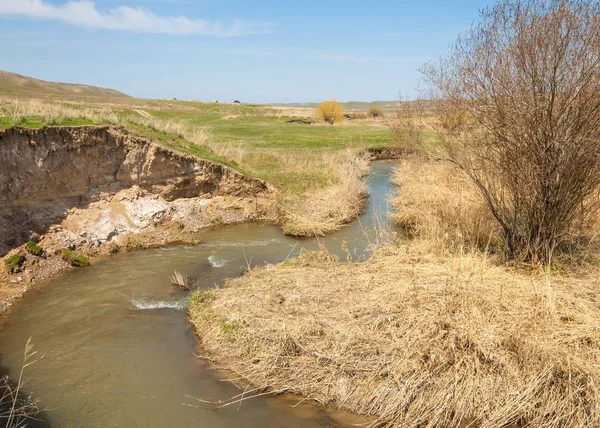 willow, Tien Shan eteklerinde büyüyen sahilde bahar creek