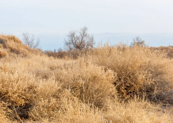 Steppe Printemps Nature Réveille Après Hiver Herbe Année Dernière Avec — Photo