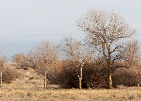 Steppe Printemps Nature Réveille Après Hiver Herbe Année Dernière Avec — Photo