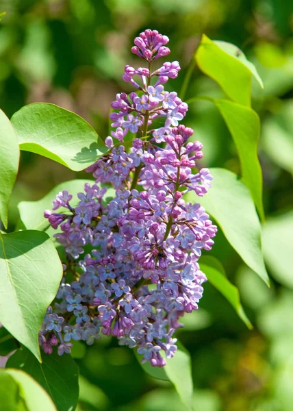 Lilac Bush Branch Spring Lilac Flowers Lilacs Bloom May Lilac — Stock Photo, Image