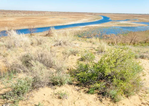 Sands Desert Spring. spring under the scorching sun in the semi-desert sands bloom — Stock Photo, Image