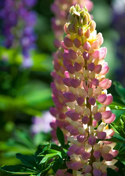 Lupine Lupine Een Plant Uit Vlinderbloemenfamilie Met Diep Verdeeld Bladeren — Stockfoto