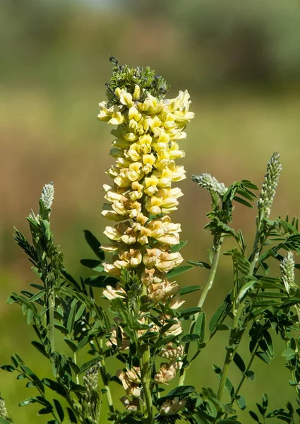 Édesgyökér Édesgyökér Glycyrrhiza Glabra Csillag Ánizs Édeskömény — Stock Fotó