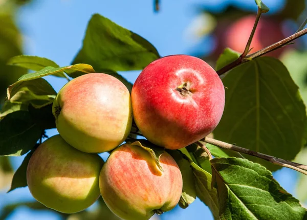 Jabłko Dzikie Jabłko Malus Jest Rodzajem Gatunkach Małych Drzew Liściastych — Zdjęcie stockowe