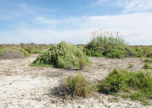 Bozkır tuzlu topraklar. tuz tuz tuz. Bozkır çayır veldt veld. Tuzlu toprak çöl, tuzlu Göller. cansız yanıp kavrulmuş dünyamız. Kazakistan çıplak bozkır