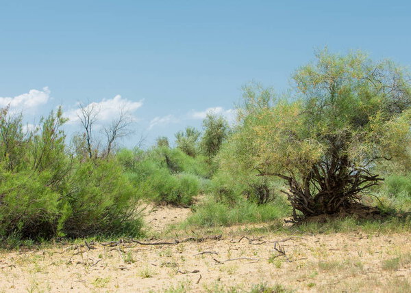 Steppe saline soils. saline  salt  in salt.  steppe  prairie  veldt veld. Saline soils of the desert, salt lakes,.  lifeless scorched earth. bare steppe of Kazakhstan