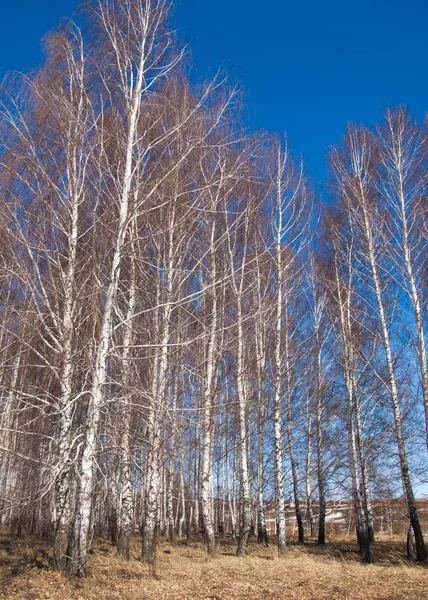 Березовый Лес Ранней Весной Ранний Весенний Лес Первые Теплые Дни — стоковое фото