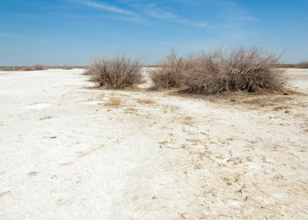 Slané Slané Mokřiny Etosha Pustině Jeden Keř Kazachstán — Stock fotografie