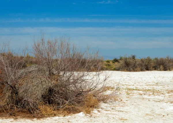 Soli Fizjologicznej Słonych Bagien Etosha Badlands Pojedynczy Krzew Kazachstan — Zdjęcie stockowe