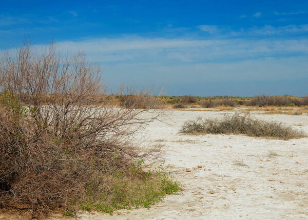 saline, salt-marsh. Etosha badlands. single shrub. Kazakhstan