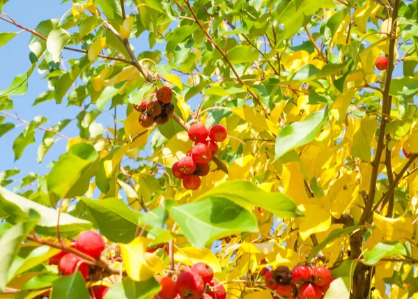 Cangrejo Manzana Silvestre Malus Género Manzanos Perteneciente Familia Rosaceae —  Fotos de Stock