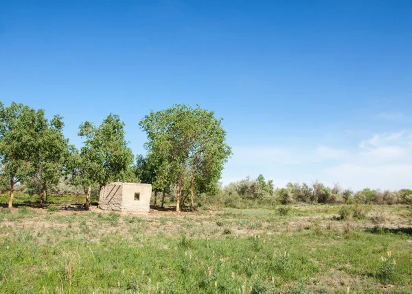 bozkır, çayır, veldt, veld. Bahar Orta Asya. Kazakistan. Turanga kavak. Euphrates kavak. terk edilmiş çamur kulübeleri