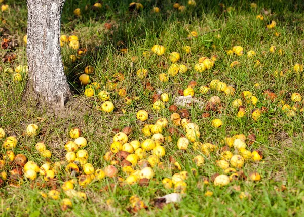 Crabapple Wild Apple Malus Genus Species Small Deciduous Apple Trees — Stock Photo, Image