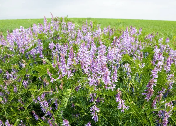 Field Pea Flowers Mouse Sweet Peas Flowers Sweet Pea — Stock Photo, Image