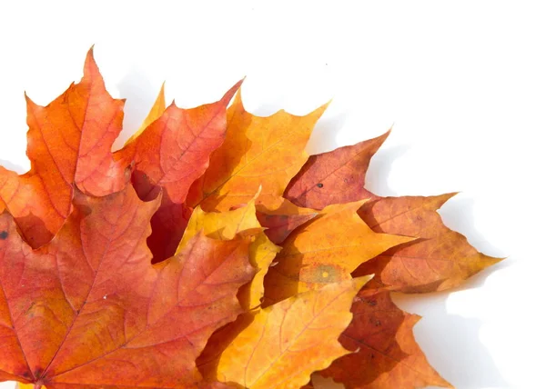 Hojas Arce Otoño Césped Verde Árbol Con Hojas Anchas Mayoría — Foto de Stock