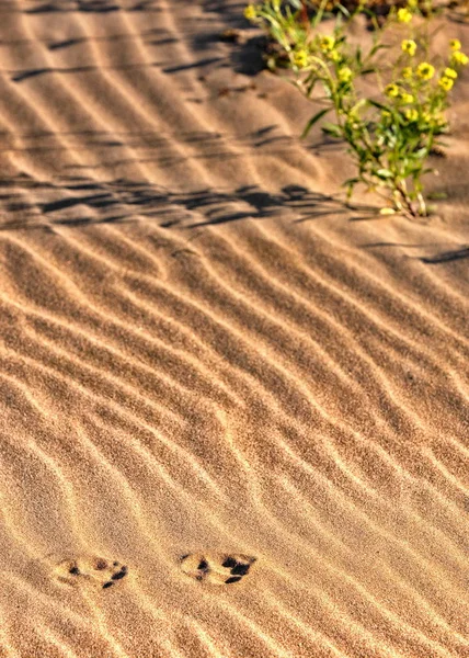 The texture of the sand. Sand in the wild nature