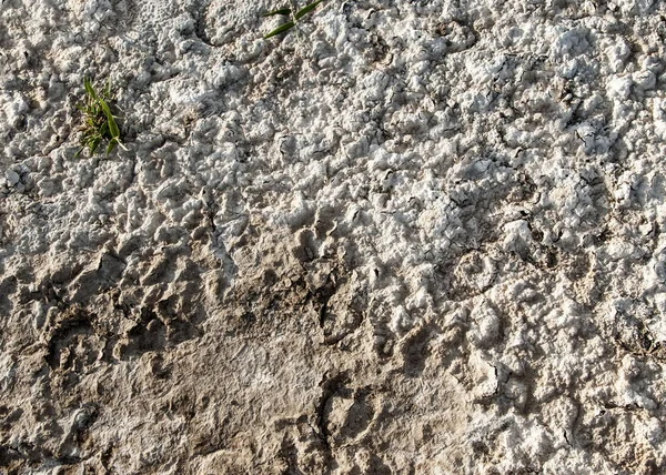 Texture Salt Earth Drought Bright Sun Created Cracks Ground — Stock Photo, Image