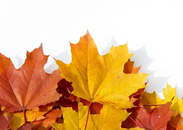 Осенние Кленовые Листья Зеленой Лужайке Дерево Широкими Большинства Видов Вьющиеся — стоковое фото