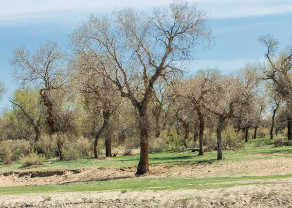 Estepa Pradera Terciopelo Terciopelo Primavera Asia Central Kazajstán Álamo Turanga — Foto de Stock