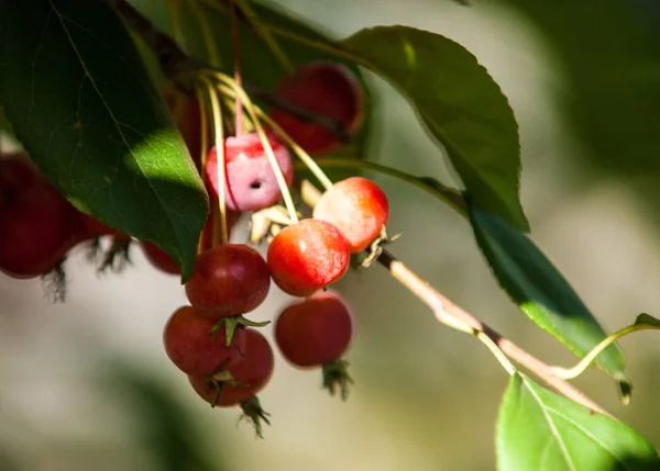 Caranguejo Maçã Selvagem Malus Género Botânico Pertencente Família Rosaceae — Fotografia de Stock